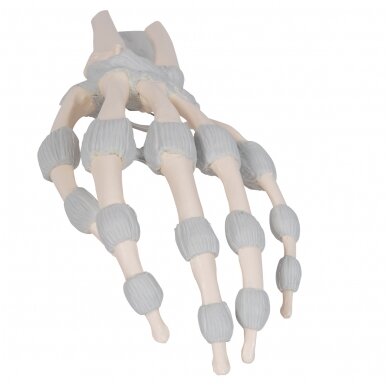 Rankos kaulo modelis su elastiniais raisčiais 6 Rankos kaulo modelis su elastiniais raisčiais 6
