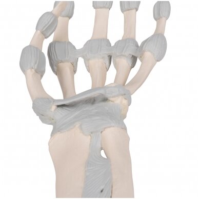 Rankos kaulo modelis su elastiniais raisčiais 7 Rankos kaulo modelis su elastiniais raisčiais 7