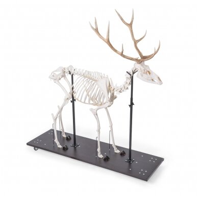 Raudonojo elnio skeletas (Cervus elaphus), patinas, pavyzdys 1 Raudonojo elnio skeletas (Cervus elaphus), patinas, pavyzdys 1