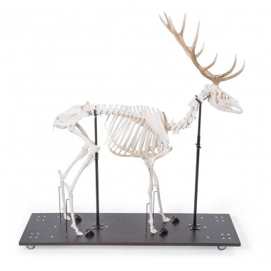 Raudonojo elnio skeletas (Cervus elaphus), patinas, pavyzdys Raudonojo elnio skeletas (Cervus elaphus), patinas, pavyzdys