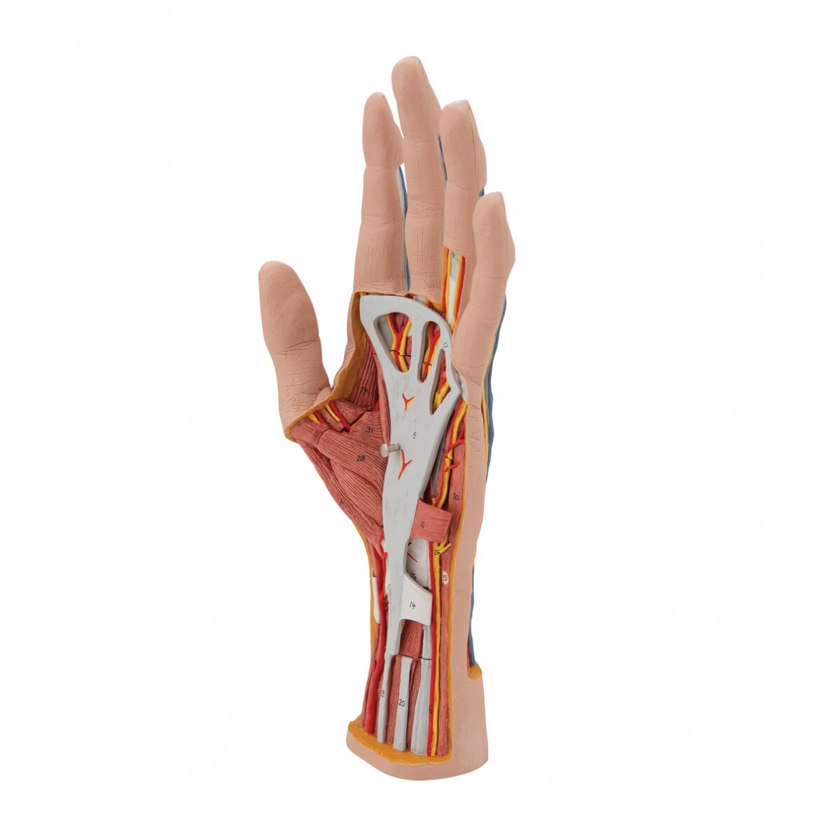 Realaus dydžio rankos modelis su raumenimis, sausgyslėmis, raiščiais, nervais ir arterijomis, 3 dalys 6 Realaus dydžio rankos modelis su raumenimis, sausgyslėmis, raiščiais, nervais ir arterijomis, 3 dalys 6