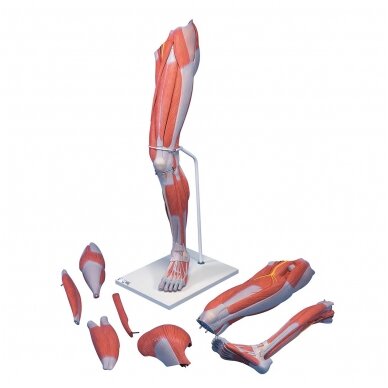 Realaus dydžio Deluxe kojos raumenųmodelis, 7 dalys Realaus dydžio Deluxe kojos raumenųmodelis, 7 dalys