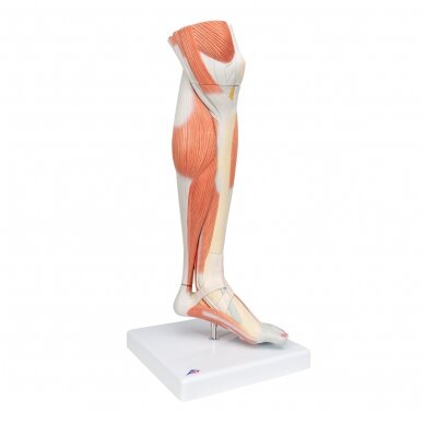 Realaus dydžio kojos apatinių raumenų modelis su nuimamu keliu, 3 dalys 2