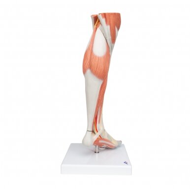 Realaus dydžio kojos apatinių raumenų modelis su nuimamu keliu, 3 dalys 3
