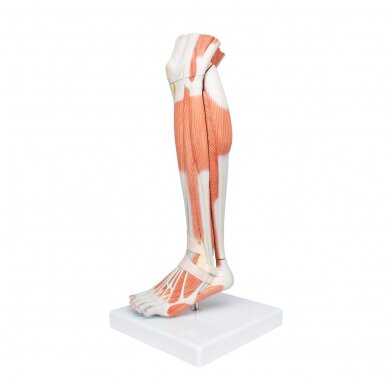 Realaus dydžio kojos apatinių raumenų modelis su nuimamu keliu, 3 dalys 5