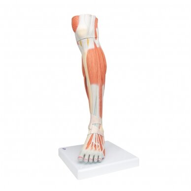 Realaus dydžio kojos apatinių raumenų modelis su nuimamu keliu, 3 dalys 6