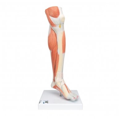Realaus dydžio kojos apatinių raumenų modelis su nuimamu keliu, 3 dalys