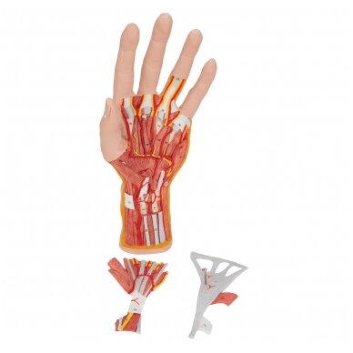 Realaus dydžio rankos modelis su raumenimis, sausgyslėmis, raiščiais, nervais ir arterijomis, 3 dalys 7 Realaus dydžio rankos modelis su raumenimis, sausgyslėmis, raiščiais, nervais ir arterijomis, 3 dalys 7
