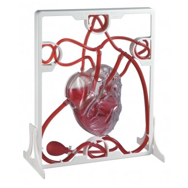 Širdies kraujotakos modelis 1