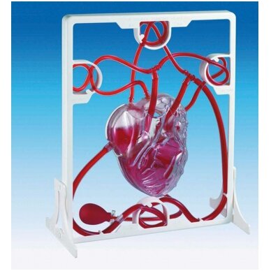 Širdies kraujotakos modelis 2