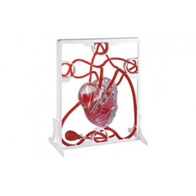 Širdies kraujotakos modelis