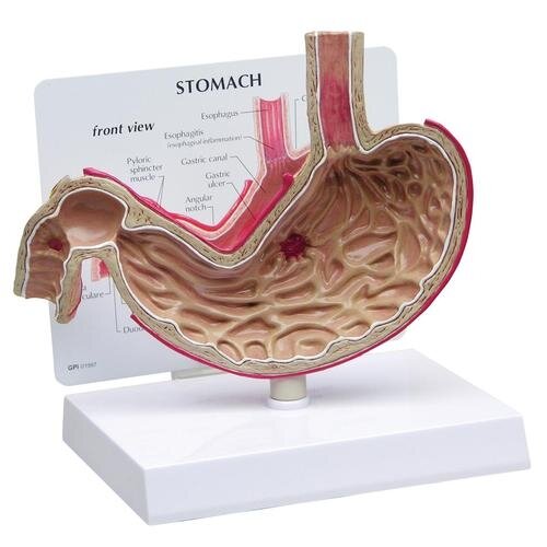 Skrandžio su opomis modelis