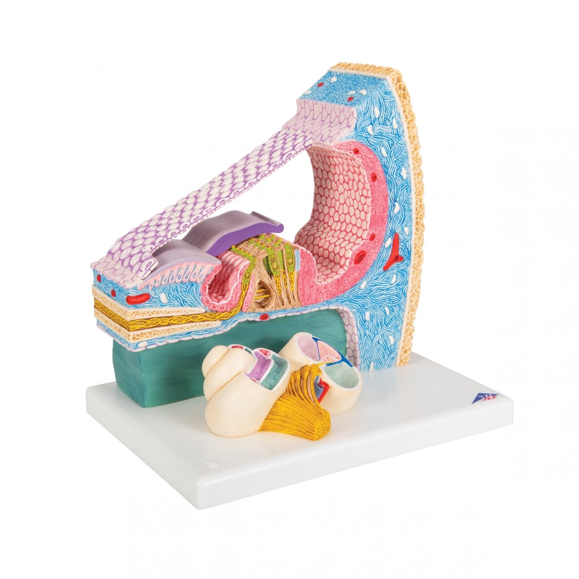 Sraigės (Cochlea) modelis su reprezentacija 2 Sraigės (Cochlea) modelis su reprezentacija 2