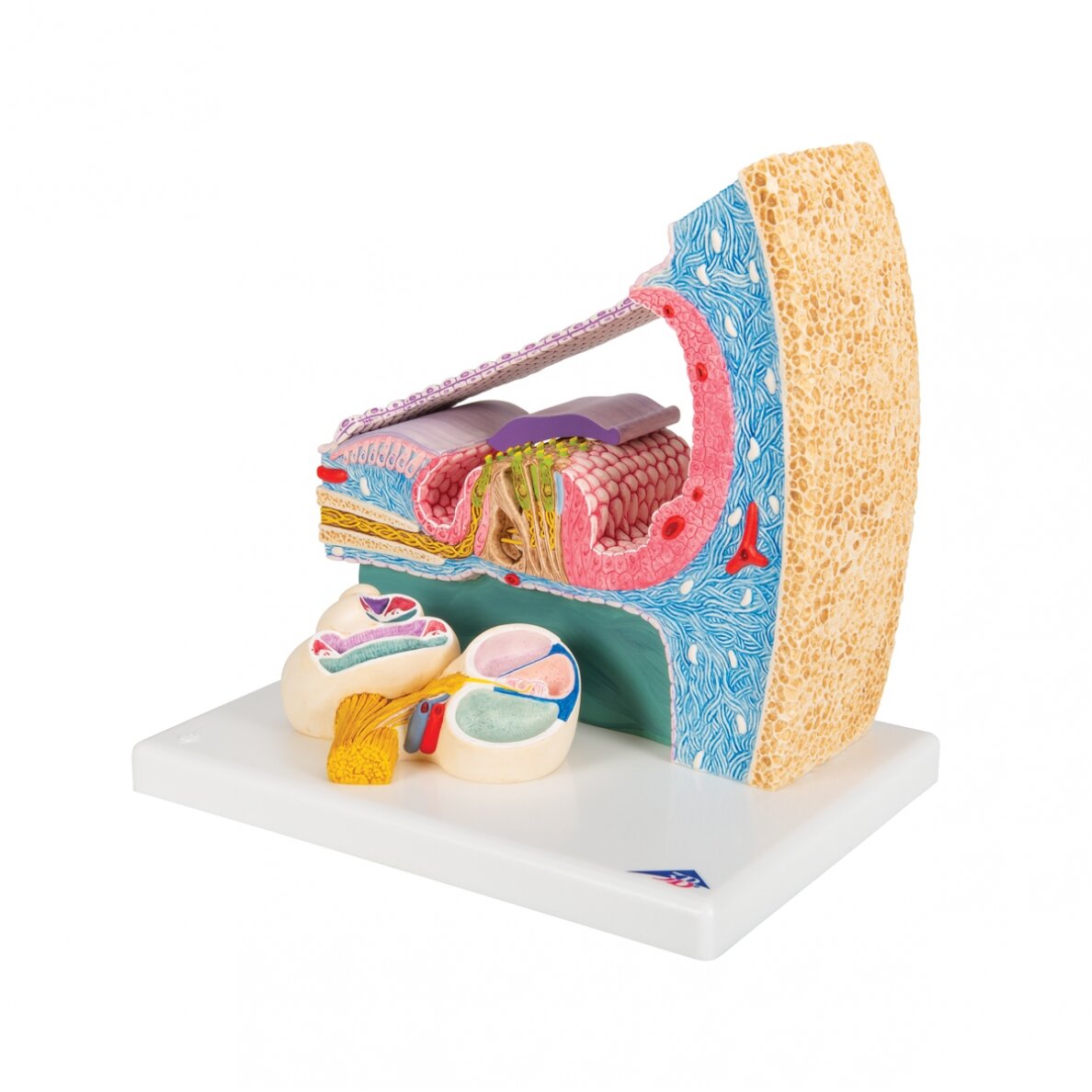 Sraigės (Cochlea) modelis su reprezentacija 6