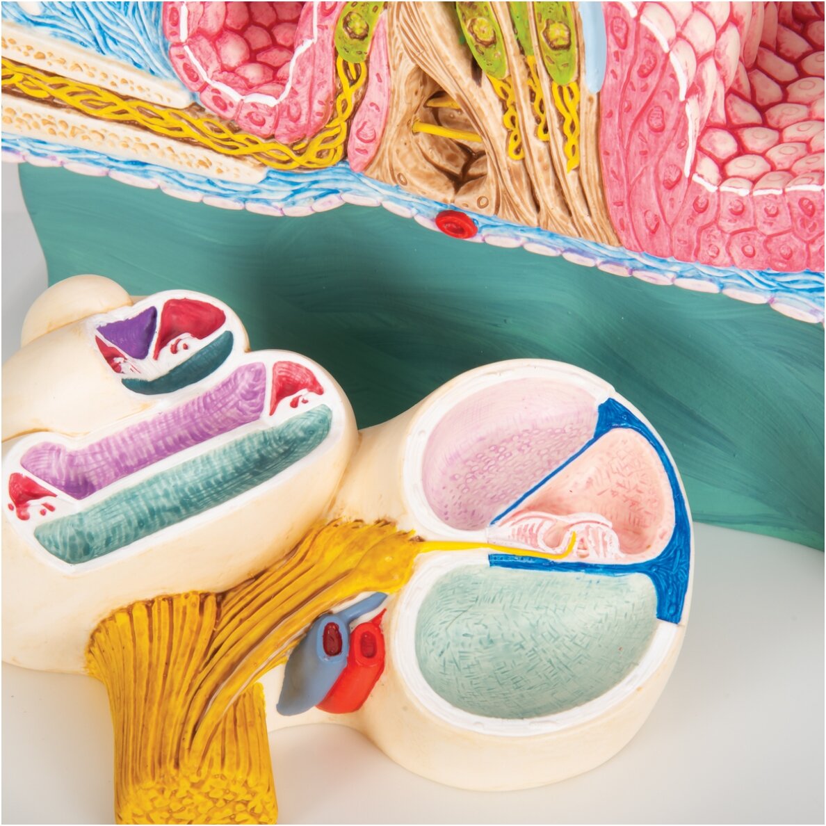 Sraigės (Cochlea) modelis su reprezentacija 7
