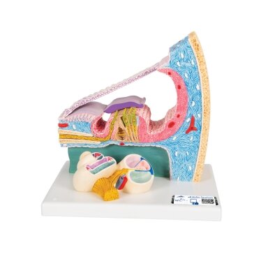 Sraigės (Cochlea) modelis su reprezentacija Sraigės (Cochlea) modelis su reprezentacija