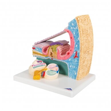 Sraigės (Cochlea) modelis su reprezentacija 6 Sraigės (Cochlea) modelis su reprezentacija 6