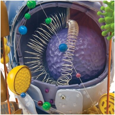 Stiklinis žmogaus ląstelės modelis, 40 000 kartų padidintas 1 Stiklinis žmogaus ląstelės modelis, 40 000 kartų padidintas 1