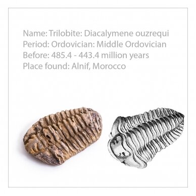 Stratigrafinė kolekcija, 40 fosilijų 5
