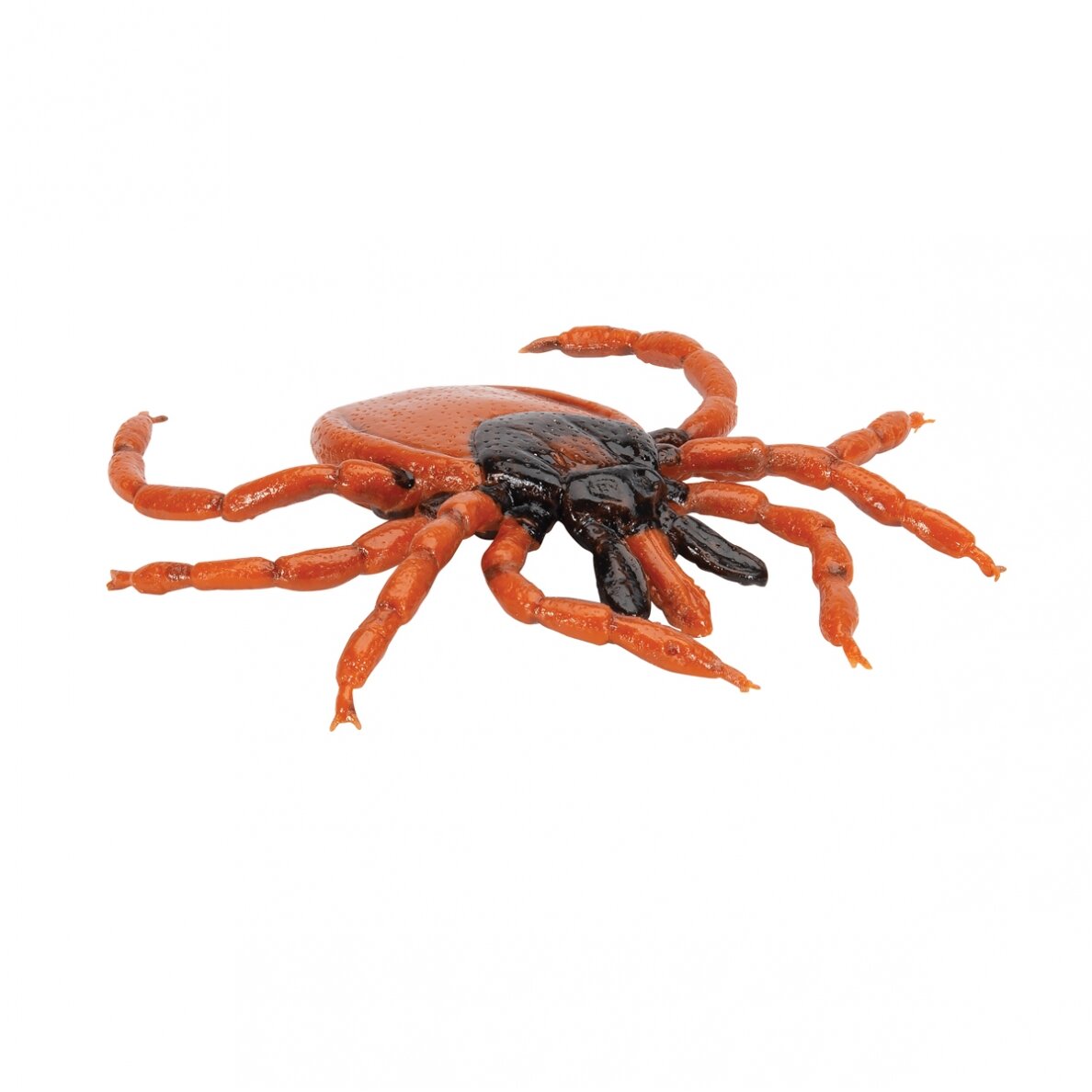 Šuninės erkės (Ixodes ricinus) modelis 1 Šuninės erkės (Ixodes ricinus) modelis 1