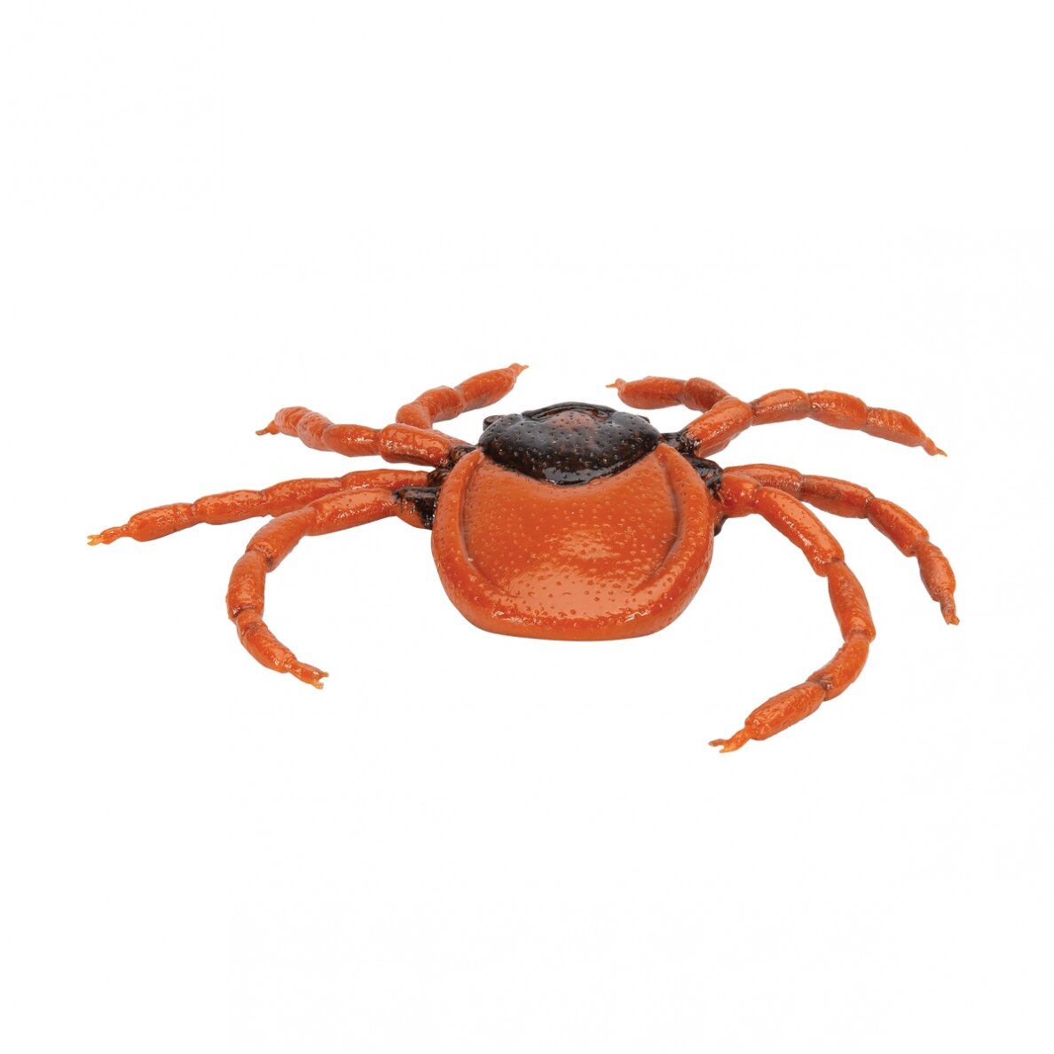Šuninės erkės (Ixodes ricinus) modelis 3 Šuninės erkės (Ixodes ricinus) modelis 3
