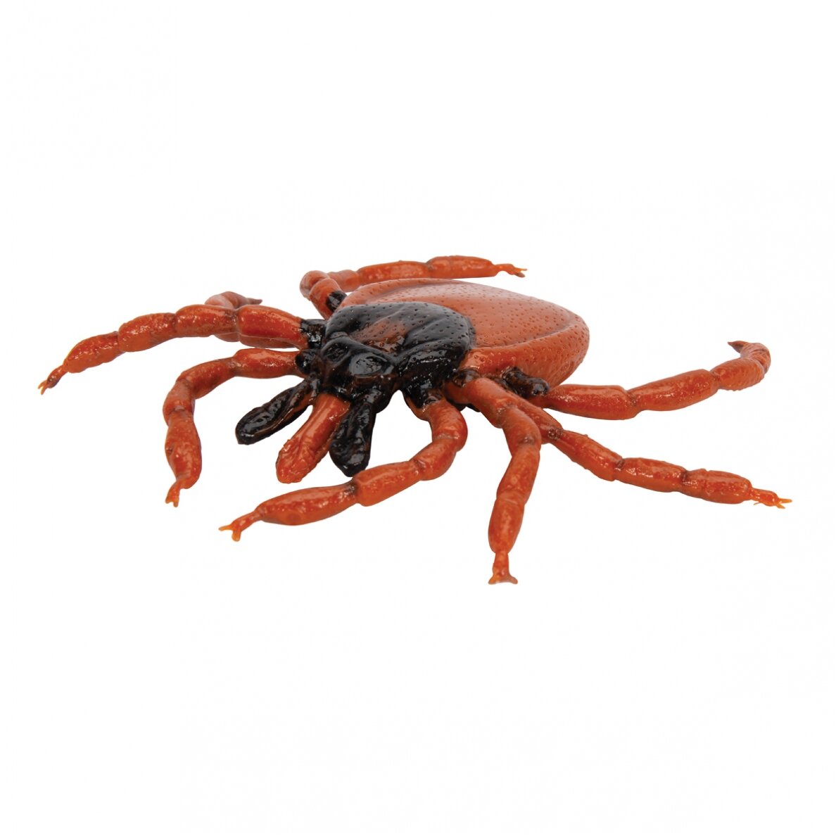 Šuninės erkės (Ixodes ricinus) modelis 6 Šuninės erkės (Ixodes ricinus) modelis 6