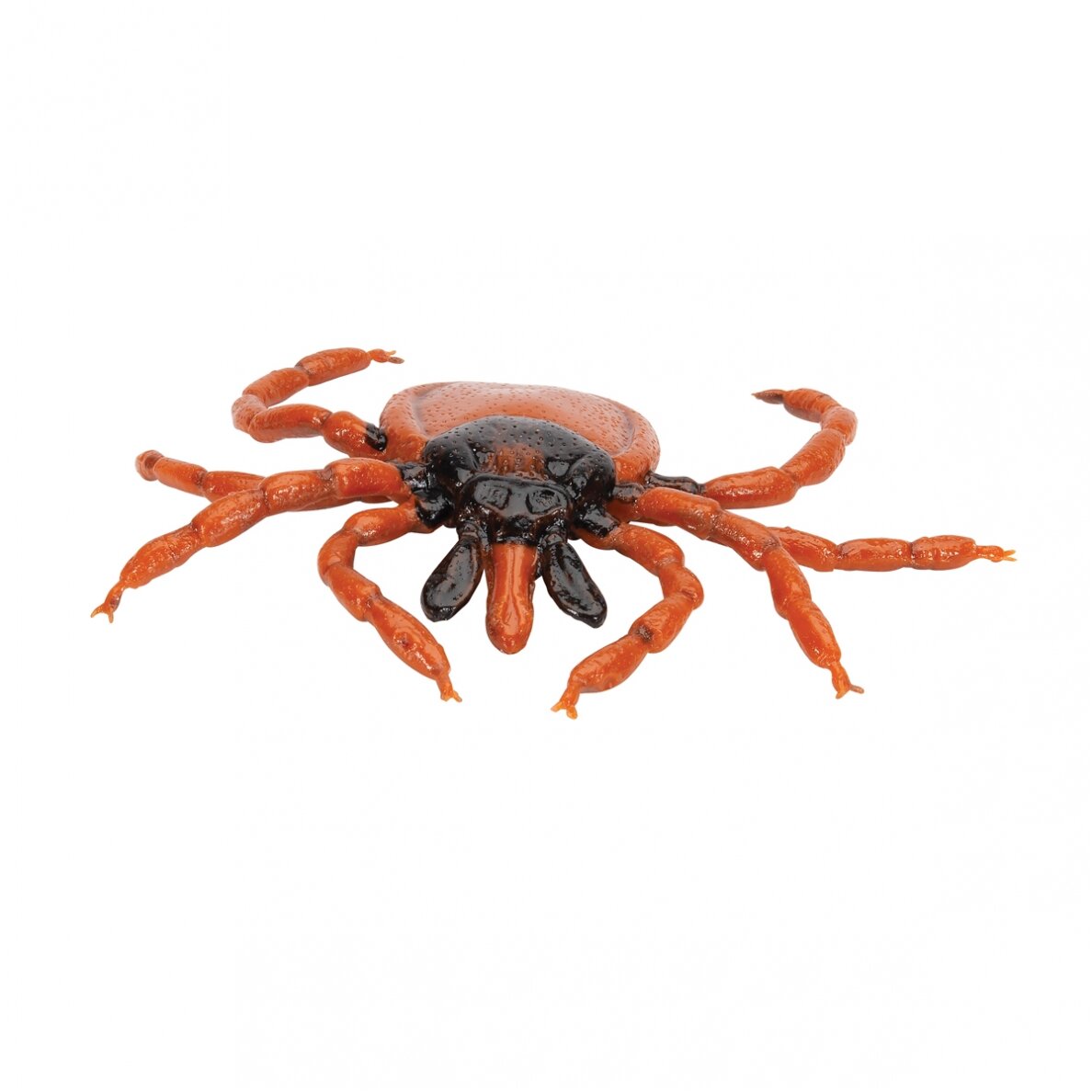 Šuninės erkės (Ixodes ricinus) modelis Šuninės erkės (Ixodes ricinus) modelis