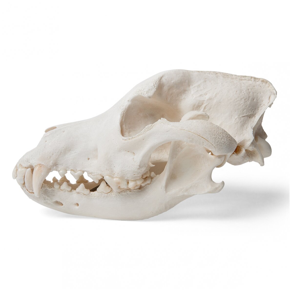Šuns kaukolė (Canis lupus familiaris), dydis L, pavyzdys 1 Šuns kaukolė (Canis lupus familiaris), dydis L, pavyzdys 1