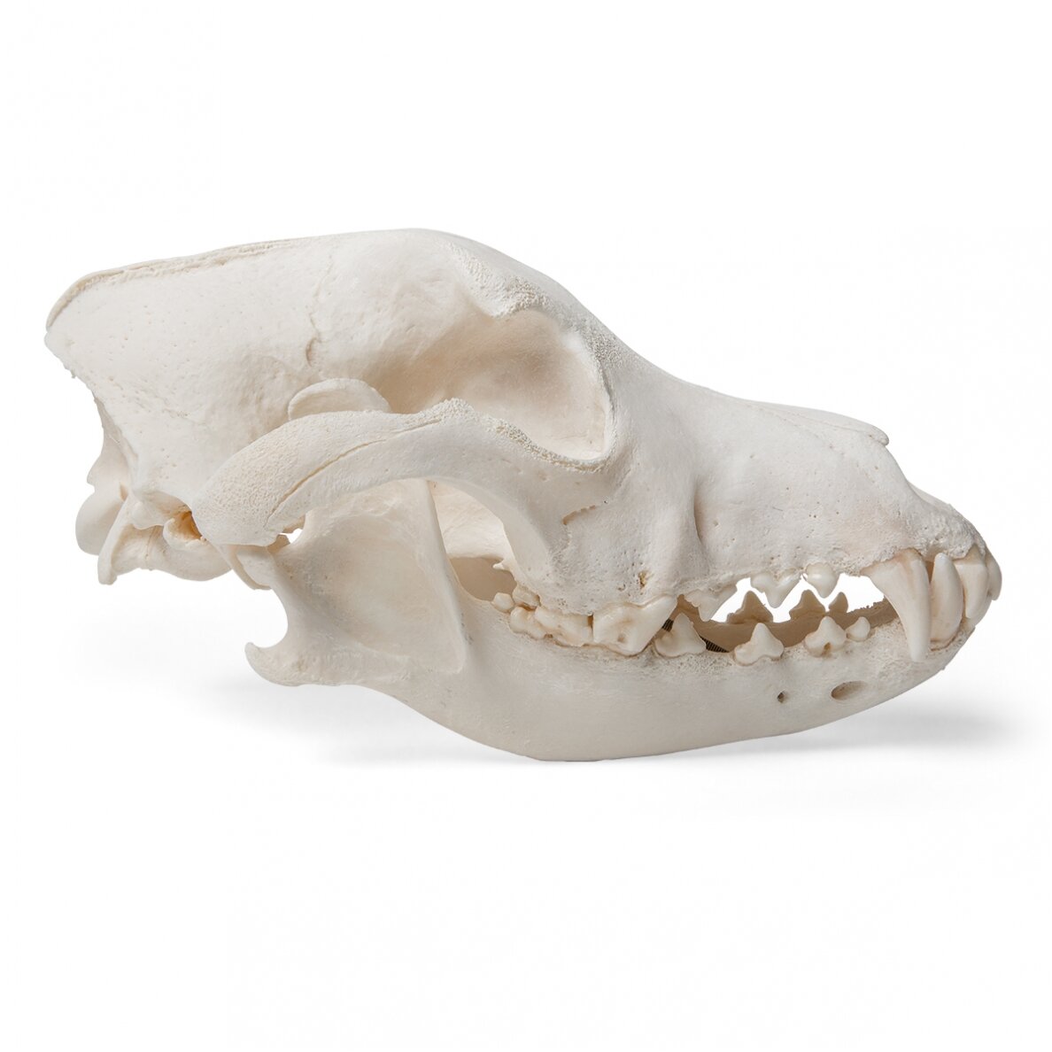 Šuns kaukolė (Canis lupus familiaris), dydis M, pavyzdys 3 Šuns kaukolė (Canis lupus familiaris), dydis M, pavyzdys 3