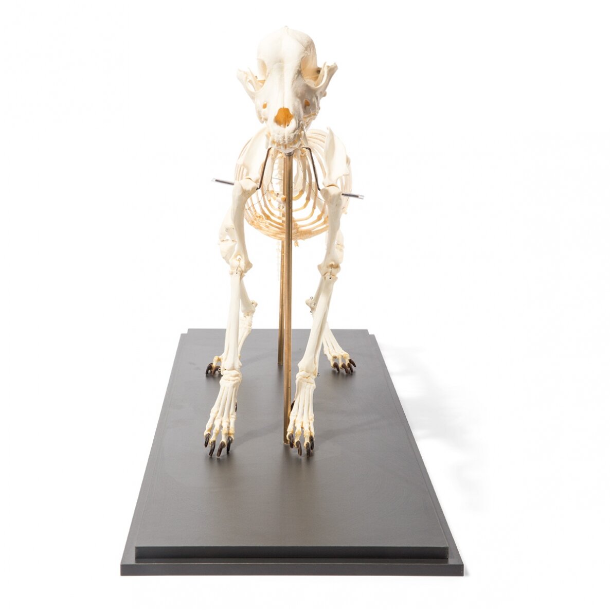Šuns skeletas (Canis lupus familiaris), dydis L, lankstus, pavyzdys 4 Šuns skeletas (Canis lupus familiaris), dydis L, lankstus, pavyzdys 4