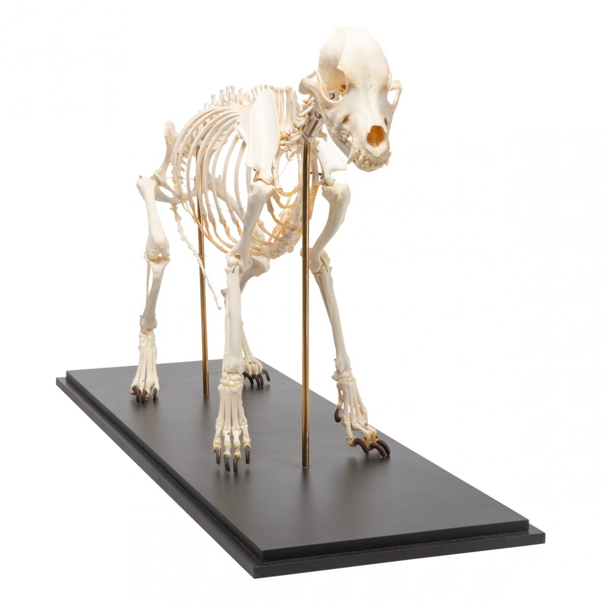 Šuns skeletas (Canis lupus familiaris), dydis L, pavyzdys 1 Šuns skeletas (Canis lupus familiaris), dydis L, pavyzdys 1