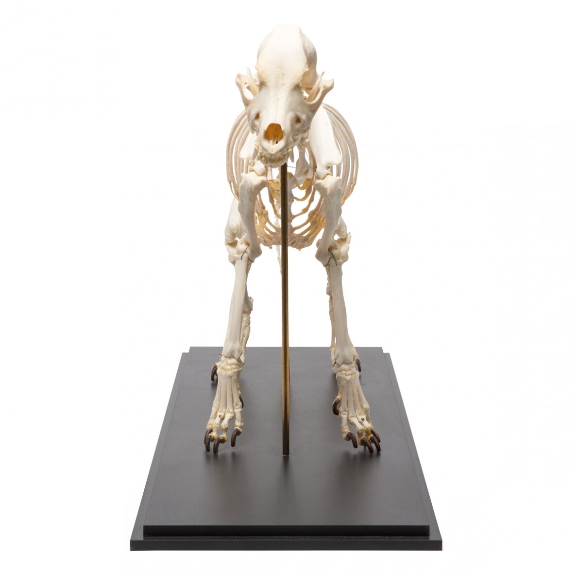 Šuns skeletas (Canis lupus familiaris), dydis L, pavyzdys 4 Šuns skeletas (Canis lupus familiaris), dydis L, pavyzdys 4