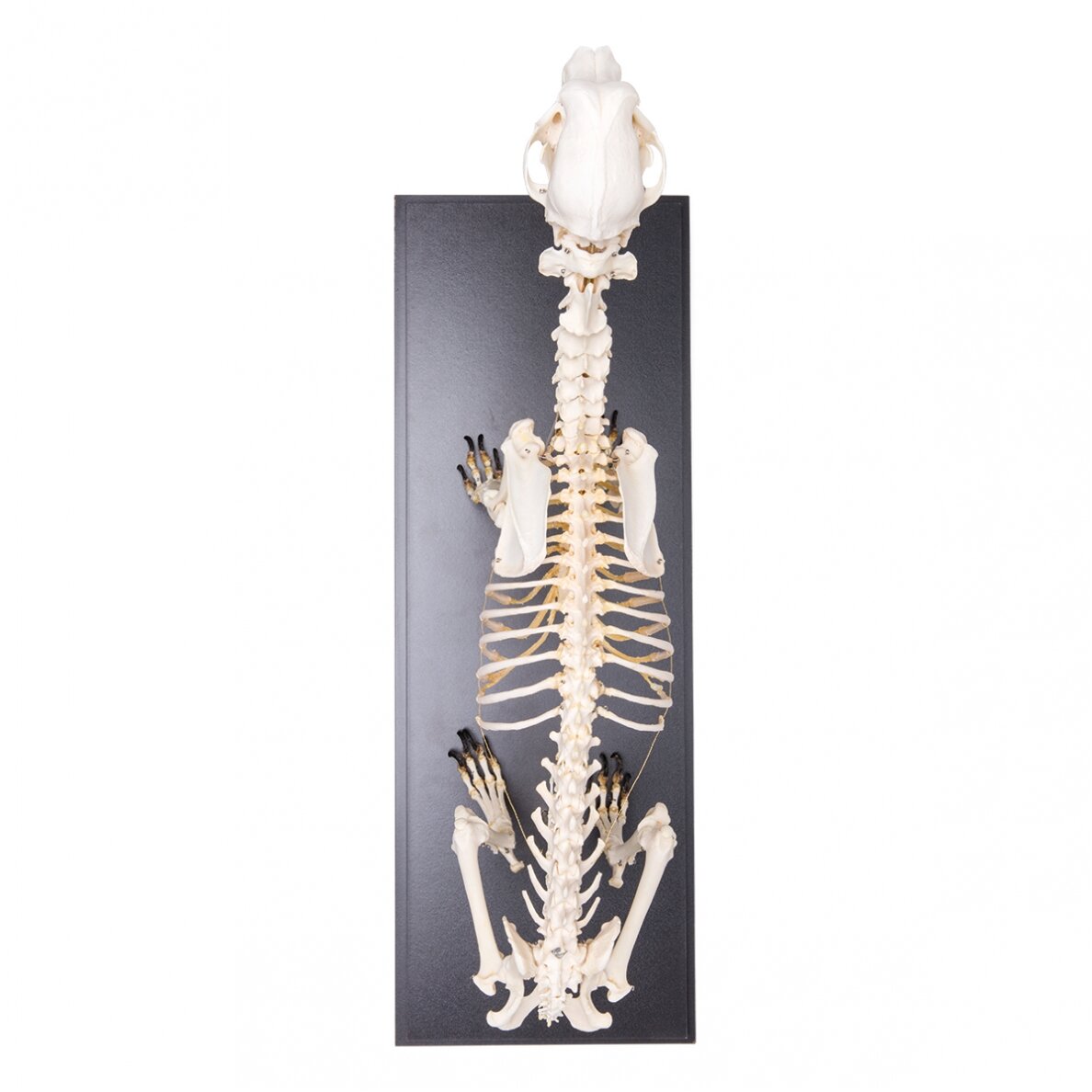 Šuns skeletas (Canis lupus familiaris), dydis L, pavyzdys 5 Šuns skeletas (Canis lupus familiaris), dydis L, pavyzdys 5