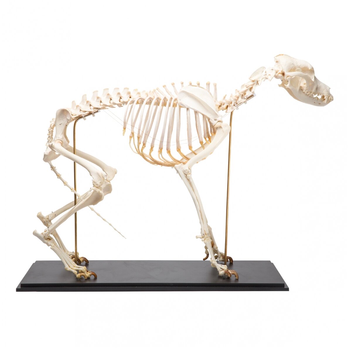 Šuns skeletas (Canis lupus familiaris), dydis L, pavyzdys Šuns skeletas (Canis lupus familiaris), dydis L, pavyzdys