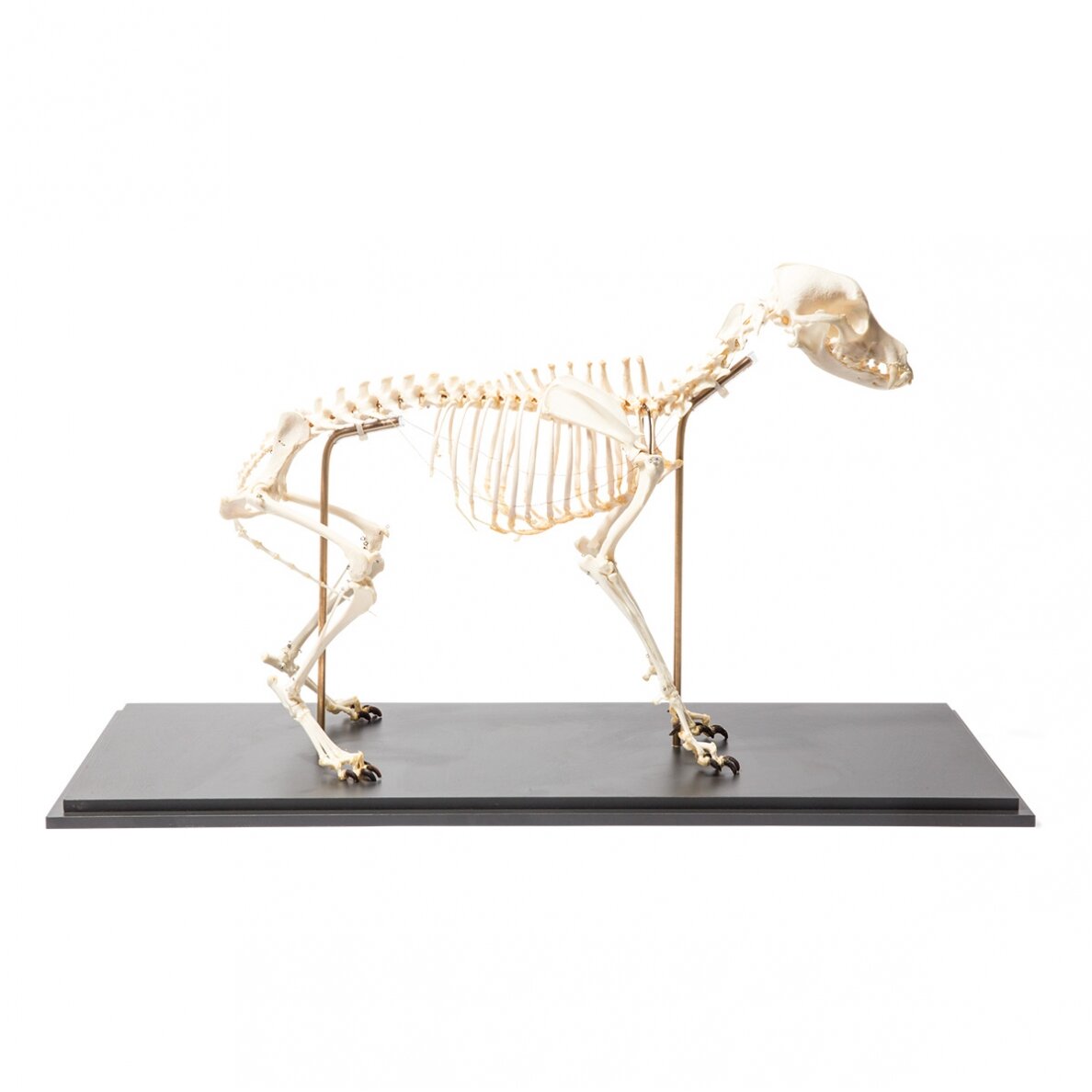 Šuns skeletas (Canis lupus familiaris), dydis M, lankstus, pavyzdys 1 Šuns skeletas (Canis lupus familiaris), dydis M, lankstus, pavyzdys 1
