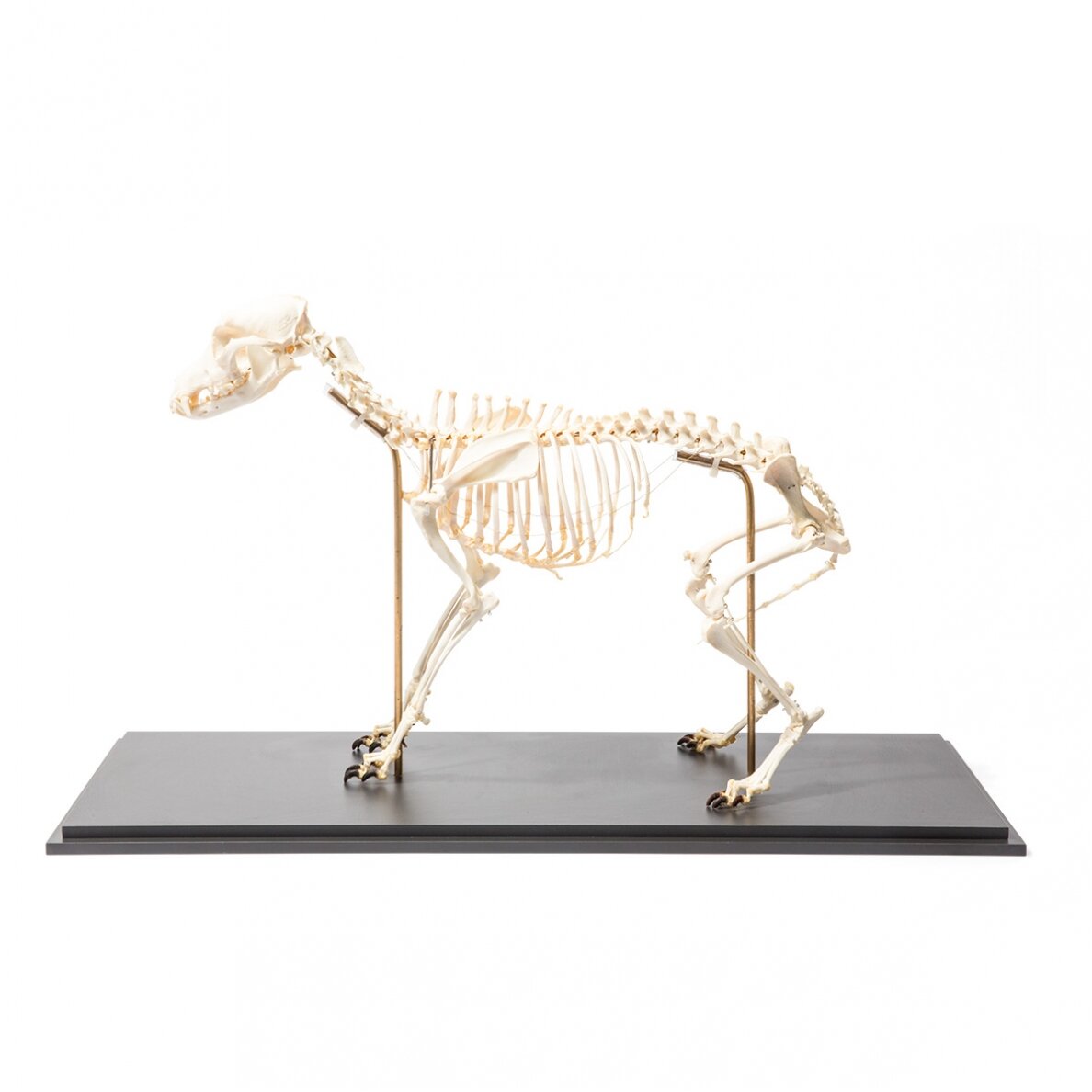 Šuns skeletas (Canis lupus familiaris), dydis M, lankstus, pavyzdys Šuns skeletas (Canis lupus familiaris), dydis M, lankstus, pavyzdys