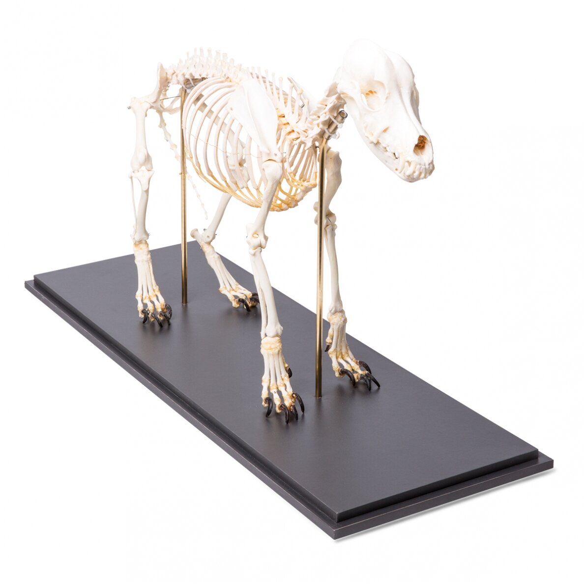 Šuns skeletas (Canis lupus familiaris), dydis M, pavyzdys 1 Šuns skeletas (Canis lupus familiaris), dydis M, pavyzdys 1