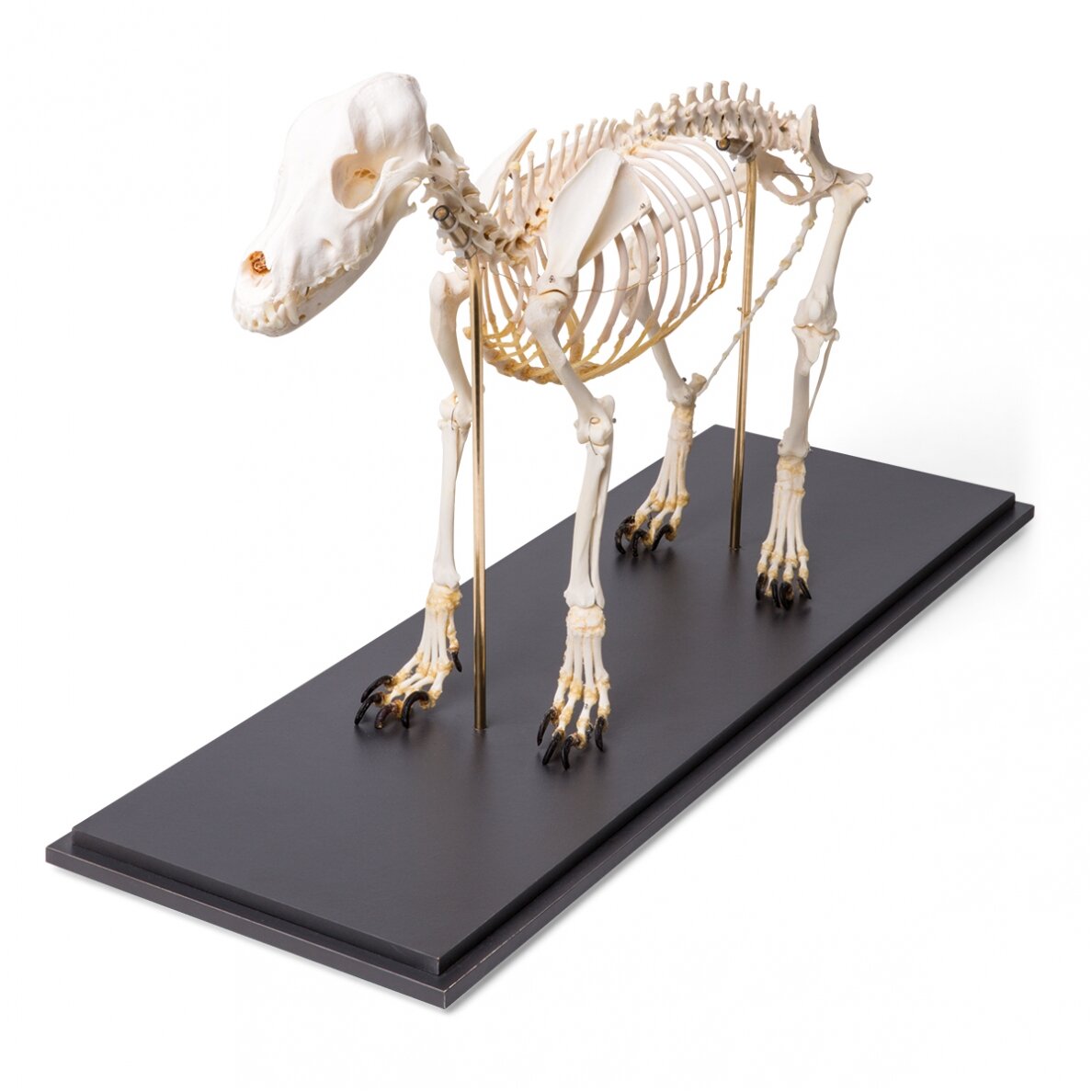 Šuns skeletas (Canis lupus familiaris), dydis M, pavyzdys 3 Šuns skeletas (Canis lupus familiaris), dydis M, pavyzdys 3