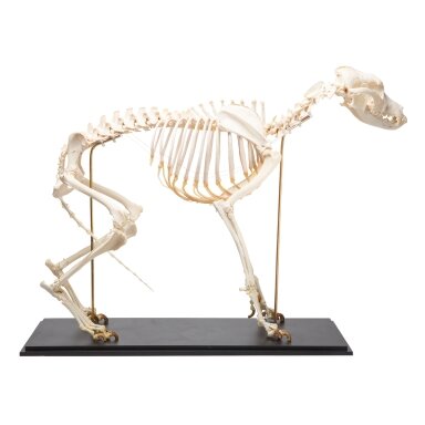 Šuns skeletas (Canis lupus familiaris), dydis L, pavyzdys Šuns skeletas (Canis lupus familiaris), dydis L, pavyzdys