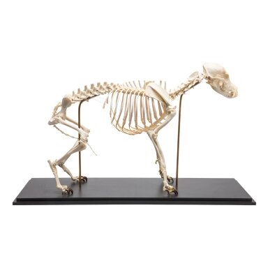 Šuns skeletas (Canis lupus familiaris), dydis M, pavyzdys Šuns skeletas (Canis lupus familiaris), dydis M, pavyzdys