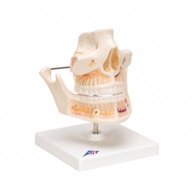 Suaugusiojo žmogaus dantų modelis su nervais ir šaknimis 2