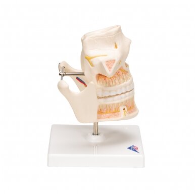 Suaugusiojo žmogaus dantų modelis su nervais ir šaknimis 3