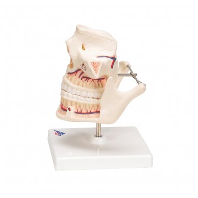 Suaugusiojo žmogaus dantų modelis su nervais ir šaknimis 5