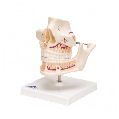 Suaugusiojo žmogaus dantų modelis su nervais ir šaknimis 6