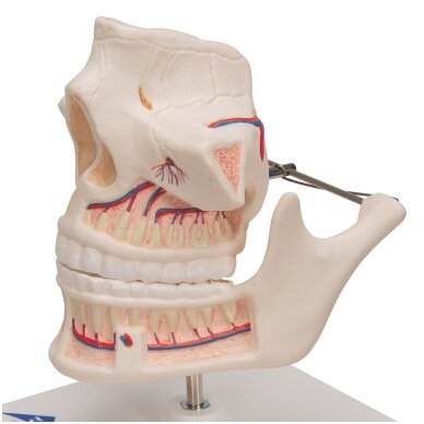Suaugusiojo žmogaus dantų modelis su nervais ir šaknimis 7