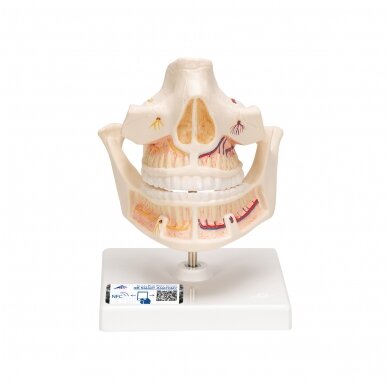 Suaugusiojo žmogaus dantų modelis su nervais ir šaknimis
