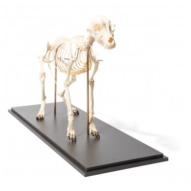Šuns skeletas (Canis lupus familiaris), dydis L, lankstus, pavyzdys 2 Šuns skeletas (Canis lupus familiaris), dydis L, lankstus, pavyzdys 2