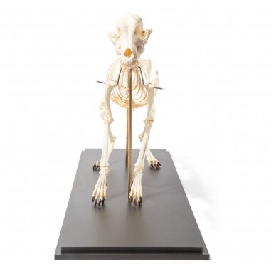 Šuns skeletas (Canis lupus familiaris), dydis L, lankstus, pavyzdys 4 Šuns skeletas (Canis lupus familiaris), dydis L, lankstus, pavyzdys 4