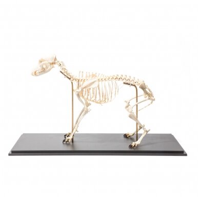 Šuns skeletas (Canis lupus familiaris), dydis L, lankstus, pavyzdys Šuns skeletas (Canis lupus familiaris), dydis L, lankstus, pavyzdys
