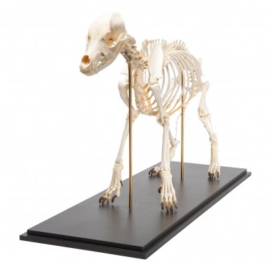 Šuns skeletas (Canis lupus familiaris), dydis L, pavyzdys 3 Šuns skeletas (Canis lupus familiaris), dydis L, pavyzdys 3